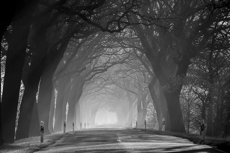 Allee im Nebel